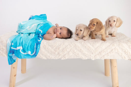 Preparing Your Pet for A New Baby