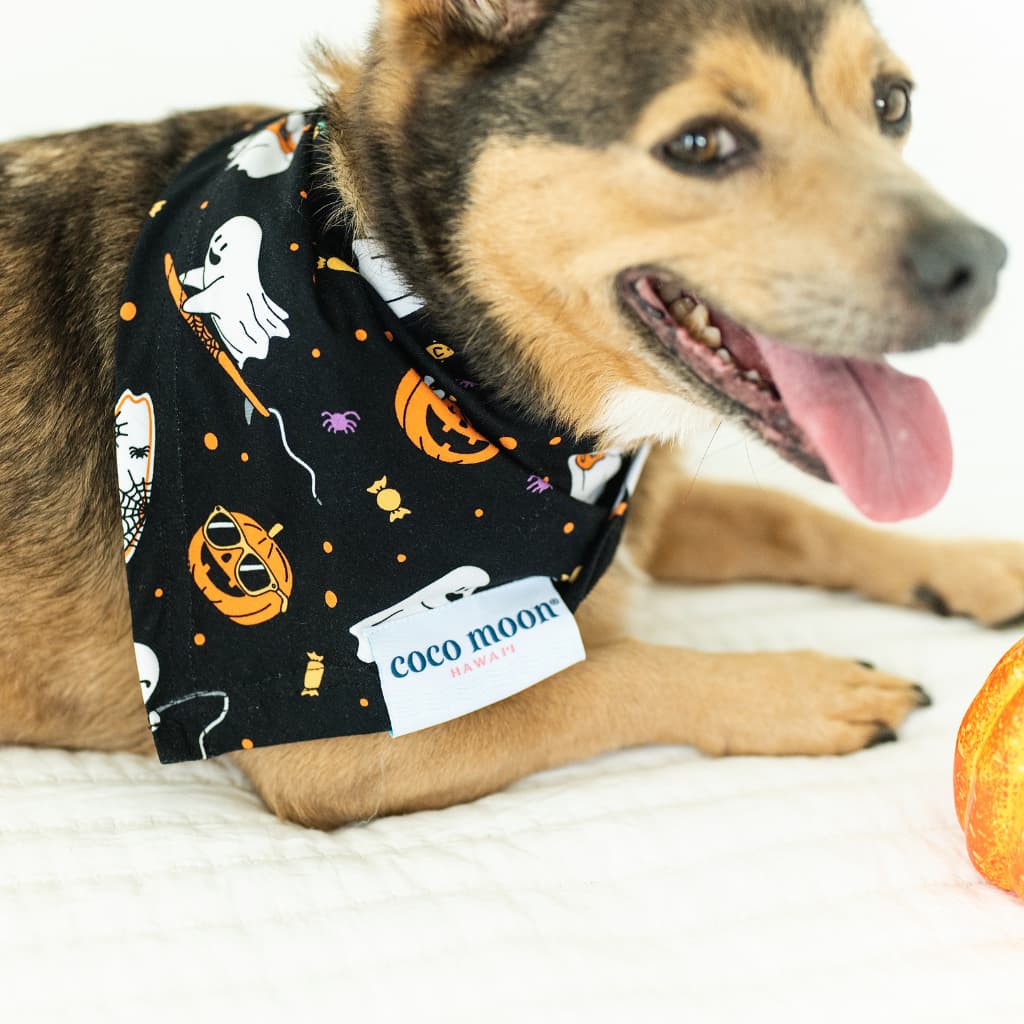 Beachside Boo Bash Bamboo Pet Bandana