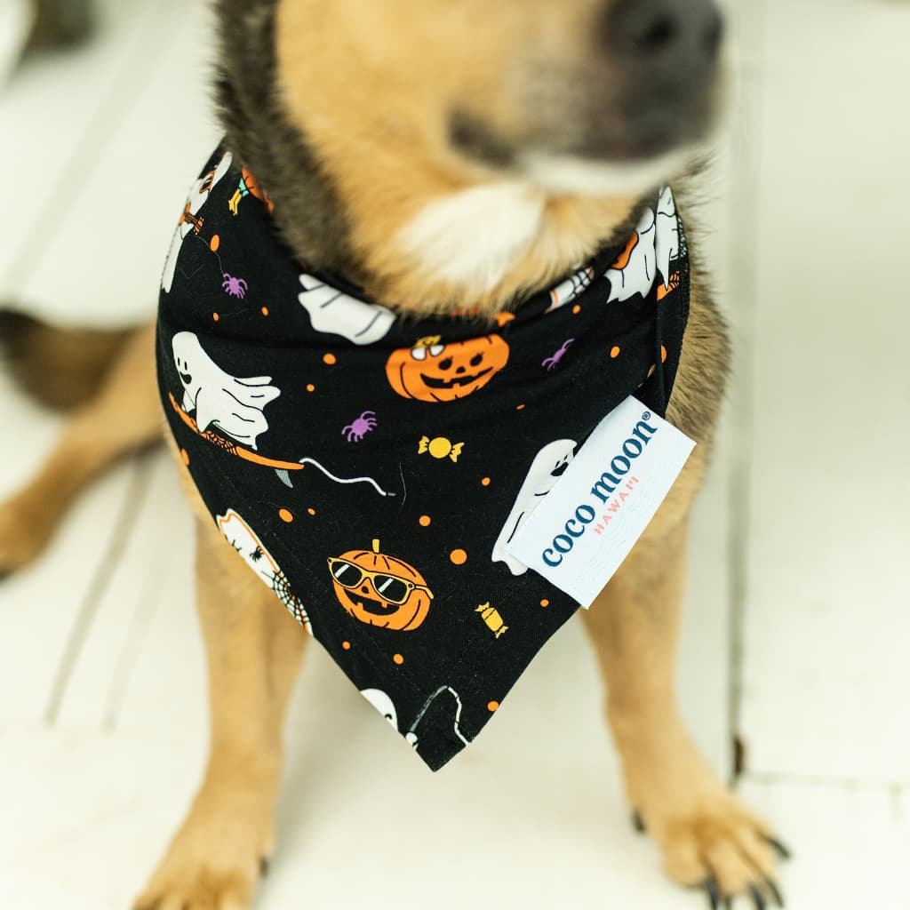 Beachside Boo Bash Bamboo Pet Bandana
