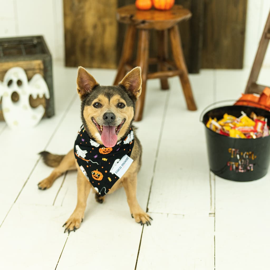 Beachside Boo Bash Bamboo Pet Bandana